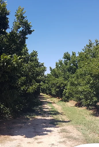 Drip Irrigation Protection for Pecan Grove, Israel