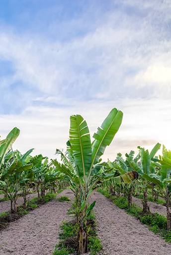 Drip Irrigation Protection for Banana Plantation, Israel